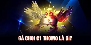 Đá gà c1 Thomo