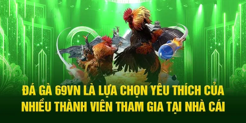 Chiến trường đá gà Thomo nổi tiếng thế giới