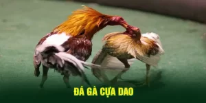 đá gà cựa dao