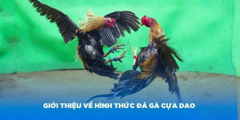 Đôi nét về đá gà cựa dao